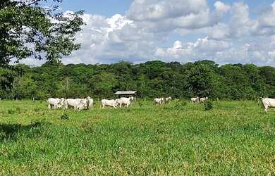 Imagem 8: 300 alqueires, porteira fechada no Pará R$17 milhões de reais