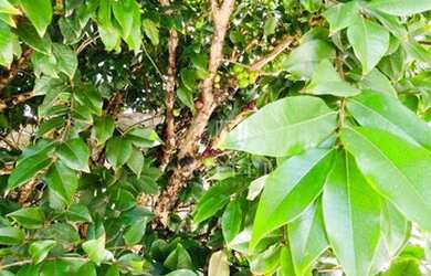 Imagem 12: Casa com 3 dormitórios, 265 m² - venda por R$ 1.380.000 ou aluguel por R$ 9.612/mês - Cond