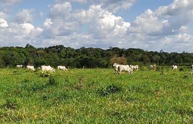 Imagem 7: 300 alqueires, porteira fechada no Pará R$17 milhões de reais