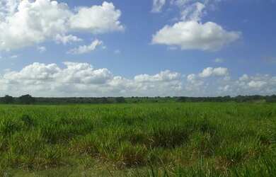 Imagem 13: Excelente Fazenda com 95 hectares na região de vera cruz