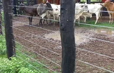 Imagem: A fazenda possui 242.000m² de Área e está localizado em