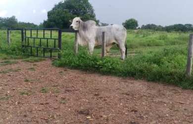 Imagem: A fazenda está localizado em Crixás, GO à venda por R$10.240.000