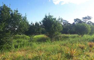 Imagem 8: Chácara por 50 mil. 