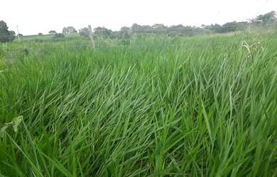 Imagem 5: Excelente Fazenda com 95 hectares na região de vera cruz
