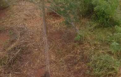Imagem 6: Chacara 18 mil metros santa rosa 72 km apenas 2 ka de estrada de chão.boa