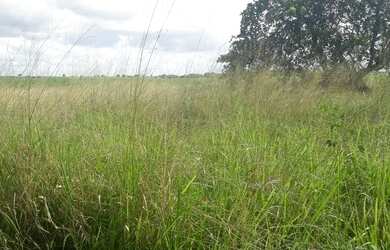 Imagem 12: Excelente Fazenda com 95 hectares na região de vera cruz