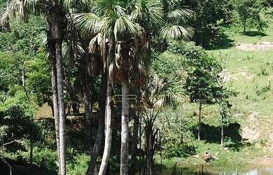 Imagem 3: Fazenda à venda, 45 Alqueires por R$ 7.000.000 - Zona Rural - Pirenópolis/GO