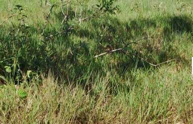 Imagem 8: Corumbá 4 poucos vizinhos