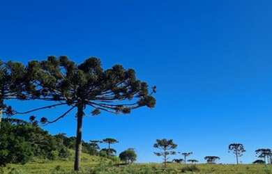 Imagem: O terreno está localizado em Urubici, SC à venda por R$310.000