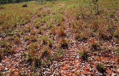 Imagem 7: Fazenda 193 Hectares Região De Carneirinho/MG