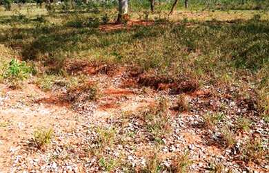 Imagem 5: Fazenda 193 Hectares Região De Carneirinho/MG