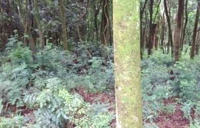 Imagem 4: Chácara à venda em Taquara RS, Na localidade de Fazenda Fialho