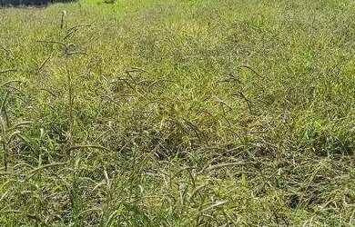 Imagem: O terreno possui 1.000m² de Área e está localizado em Jardim