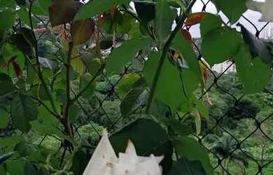 Imagem 5: Condomínio Moradas do Itanhangá com lazer e segurança para a família