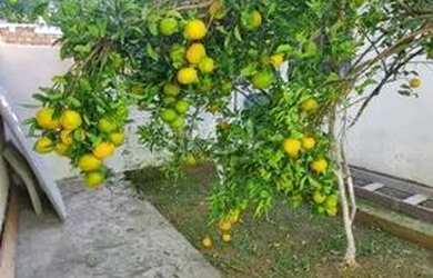 Imagem 9: Area em Hípica. 960m² de Área