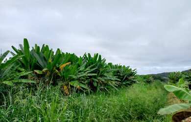 Imagem: Sítio 2 alqueires Plano Terra boa pra Banana ( Willian Ricardo