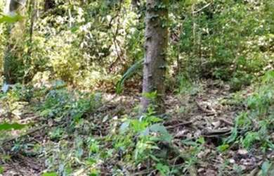 Imagem 6: Chácara à venda em Taquara RS, Na localidade de Fazenda Fialho