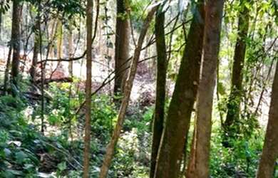 Imagem 5: Chácara à venda em Taquara RS, Na localidade de Fazenda Fialho