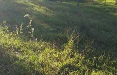 Imagem 9: Fazenda produtiva. 