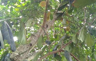 Imagem: A chácara possui 10.500m² de Área e está localizado em