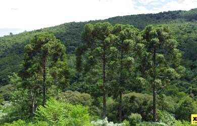 Imagem 6: Sítio / Chácara para Venda em Nova Petrópolis, Feliz lembrança, 2...