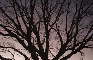 Imagem 9: OPORTUNIDADE ÚNICA BELÍSSIMA FAZENDA À VENDA EM BURITIS-MG