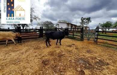 Imagem 5: Oportunidade em Negócio Fazenda Ceará Venda