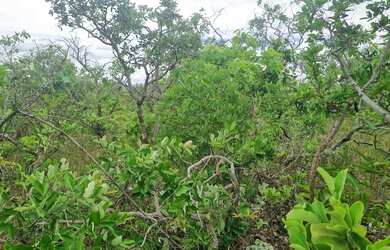 Imagem: A fazenda está localizado em Buritis, MG à venda por R$8.250.000