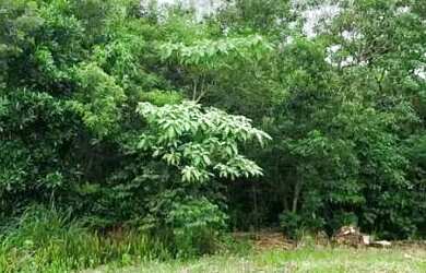 Imagem 8: Terreno para Venda em Nova Petrópolis, Vila Olinda