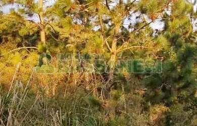 Imagem 2: Terreno Parada Cristal Caxias do Sul