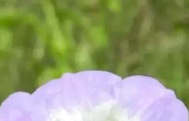 Imagem: Lotes para investidor no interior de São Paulo - SP