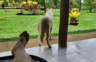 Imagem 4: OPORTUNIDADE ÚNICA BELÍSSIMA FAZENDA À VENDA EM BURITIS-MG