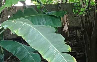 Imagem 9: Duas casas 4e5 Cômodos. Varanda, Área de serviço, 400m² de Áreae1...