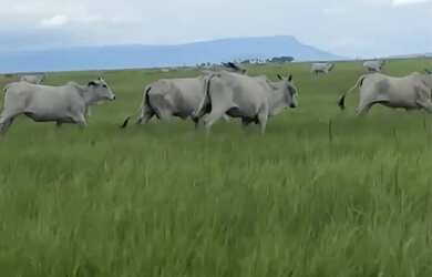 Imagem: A fazenda possui 20.020.000m² de Área e está localizado