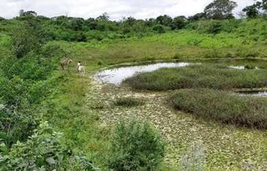 Imagem 6: Oportunidade em Negócio Fazenda Ceará Venda