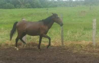Imagem 4: Fazenda. 75.000m² de Área