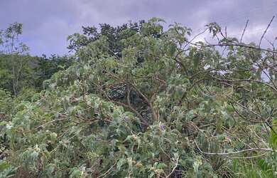 Imagem: O terreno possui 10000m² de Área e está localizado em Ponte