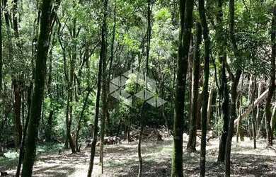 Imagem 4: Terreno com 2556m² Linha 40 no Bairro Nossa Senhora da Saúde em Caxias...