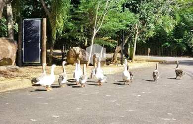 Imagem 10: Terreno à venda no bairro Joaquim Egídio em Campinas
