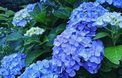 Imagem 12: Casa com 4 dormitórios, 480 m² - venda por R$ 7.000.000,00 ou aluguel...