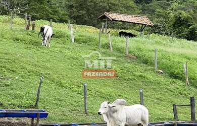Imagem 11: Fazenda 31,5 alqueires 153 hectares em Hidrolândia - GO