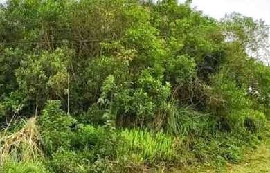 Imagem 4: Terreno para Venda em Nova Petrópolis, Vila Olinda