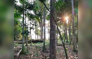 Imagem 13: LINDA CHÁCARA 1.100m2 COM CASA - TRANQUILIDADE, NATUREZA, ÁRVORES FRUTÍFERAS