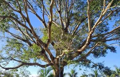 Imagem 15: OPORTUNIDADE ÚNICA BELÍSSIMA FAZENDA À VENDA EM BURITIS-MG