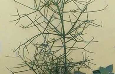 Imagem 6: 2Casas por 70 mil no mesmo quintal na vila Kennedy