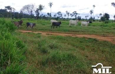 Imagem 5: Fazenda em São Felix do Xingu-PA. 5.005 Há. Soja ou Boi