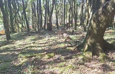 Imagem 2: Terreno em São Virgílio, Caxias do Sul