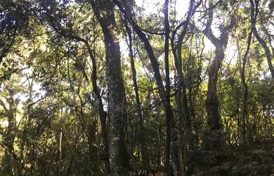 Imagem 13: VENDO CHÁCARA 1 HECTARE NA FAZENDA FIALHO