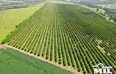 Imagem 4: Fazenda 34 alqueires 164,56 hectares Abadiânia - GO