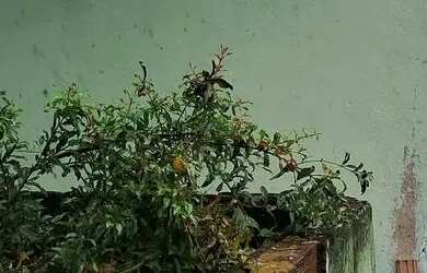 Imagem: A casa possui 2 Dormitórios, 1 Banheiro e 35m² de Área e